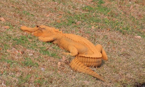 Cá sấu có da màu cam gây hiếu kỳ người xem. Ảnh: RT.