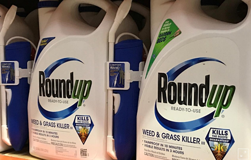 Thuốc diệt cỏ Roundup của Monsanto bị cho là gây ung thư cho người dùng. Ảnh: Reuters.
